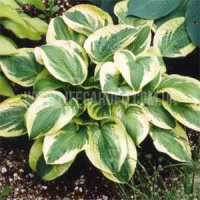 Хоста Вайт Брим (Hosta Wide Brim)