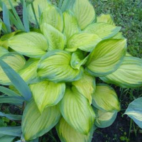 Хоста Стэйнд Гласс ( Hosta Stained Glass)